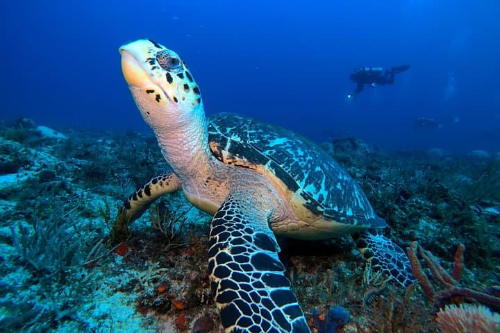Sea and Cenotes Dive Package: 4-Day Reef and Cenote Diving from Playa del Carmen photo 2