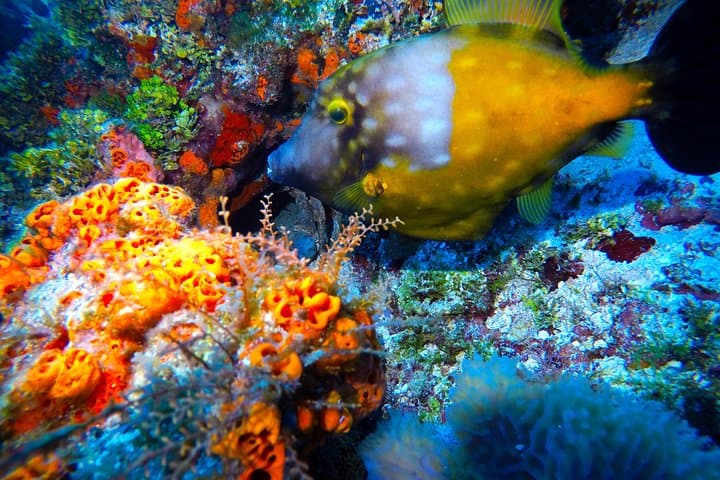 3-Day Dive Package: Riviera Maya Reefs, Cozumel & Cenotes