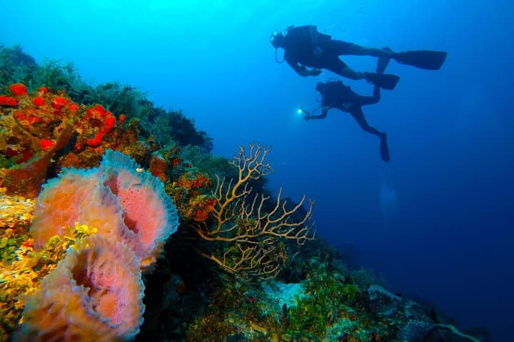 Playa del Carmen Reef Diving: Best Dive Sites & What to Expect photo 6