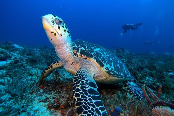 Playa del Carmen Reef Diving: Best Dive Sites & What to Expect photo 2