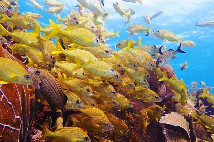Diving the MUSA: Underwater Museum and Mayan Reef Dives from Playa del Carmen photo 3