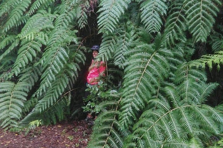 Garajonay National Park Guided Hike — Laurel Forest Trails of La Gomera