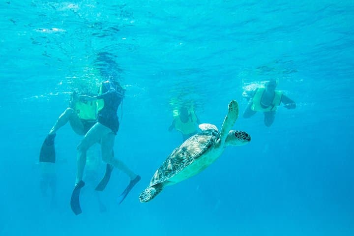 Snorkel the Virgin Islands National Park: Half-Day Boat Excursion from St. Thomas photo 5