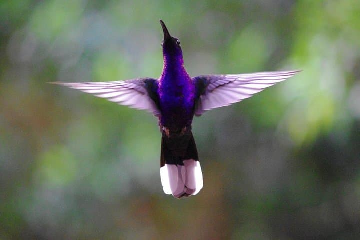 Mindo Cloud Forest Day Trip: Birdwatching, Waterfalls & Adventure Sports photo 6