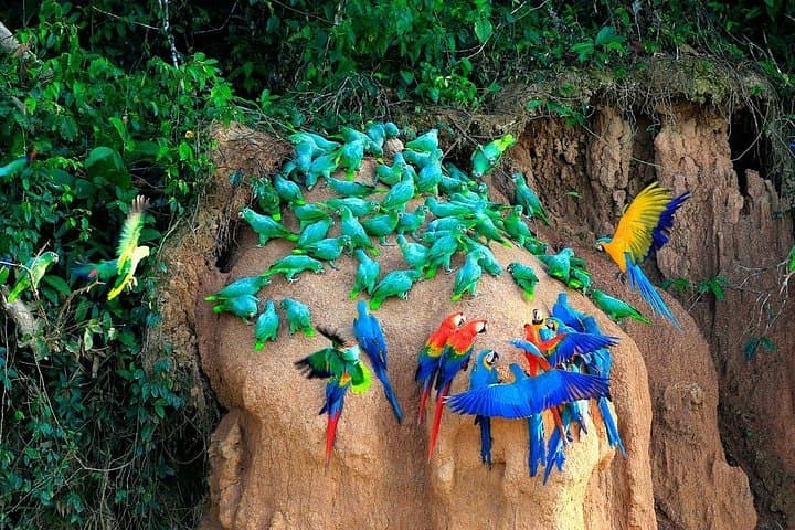 Manu Reserve Jaguar & Macaw Clay Lick: 5-Day Wildlife Photography Expedition photo 2