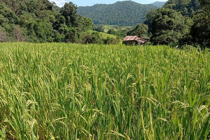 Morning Hike on Pah Dok Siew: Doi Inthanon to Pha Chor (The Grand Canyon) photo 4
