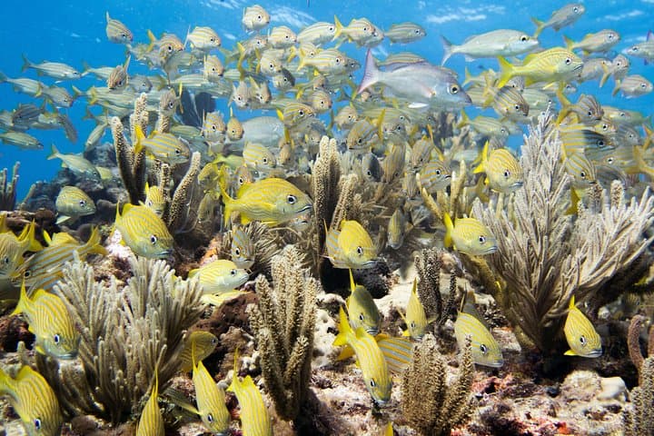 Try Dive at Cancun's Underwater Museum (MUSA) — Beginner Scuba Experience photo 5
