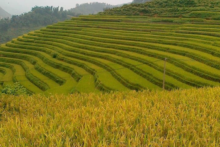 Sapa Tours: 2-Day Trek Through Hmong Villages & Rice Terraces photo 3