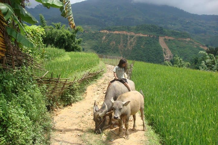 Sapa Tours: 2-Day Trek Through Hmong Villages & Rice Terraces photo 5