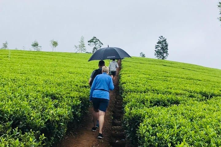 Sri Lanka Highlights in 6 Days: Sigiriya, Tea Country & Yala Safari photo 4