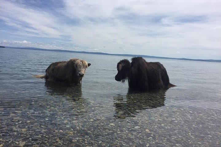 10-Day Northern Mongolia: Khuvsgul Lake & Central Mongolia Adventure photo 4