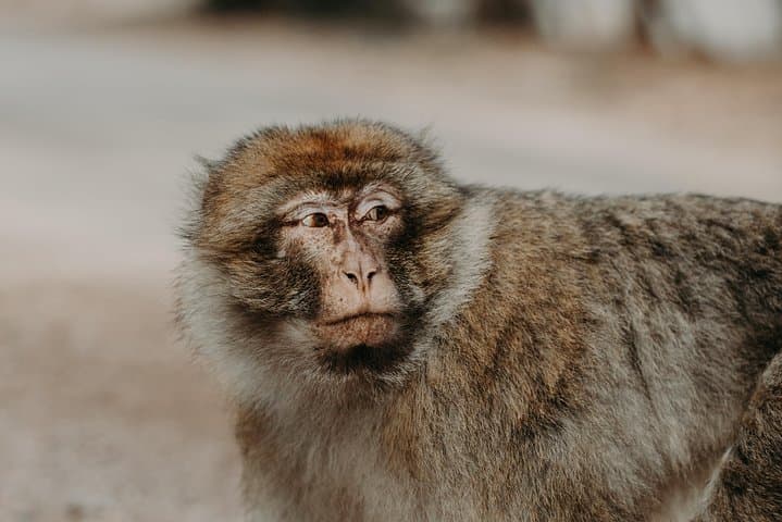 Middle Atlas Cedar Forests & Azrou Day Trip from Fez — Ifrane, Imouzzer & Barbary Apes