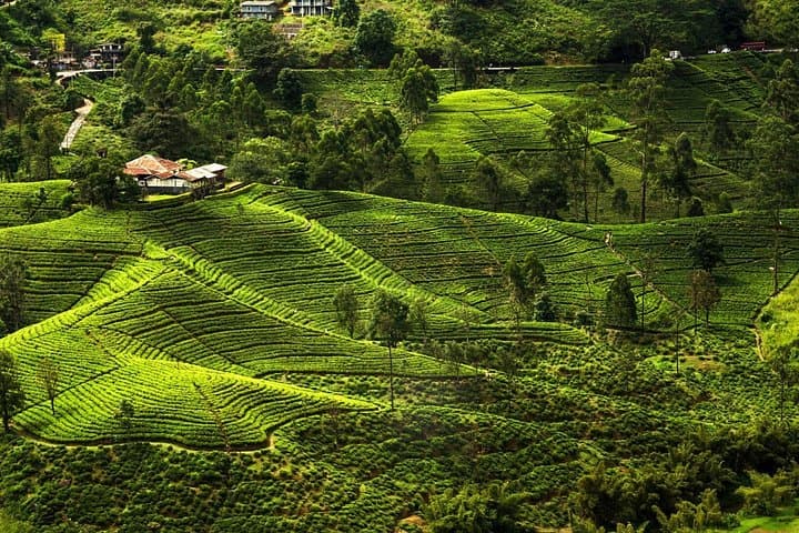 Sri Lanka 10-Day Highlights Tour: Sigiriya, Kandy, Ella & Yala in Comfort photo 4