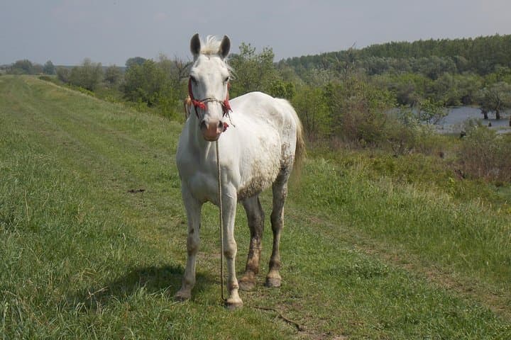 Cycling from Belgrade to Pančevo: Danube-Edge Wild Ride photo 4