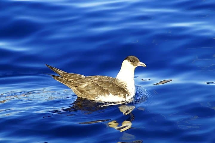 quintado-lorde-to-cais-do-sardinha-shuttle-boat-tour-madeira photo 4