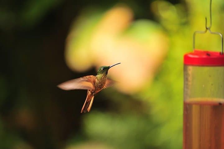Mindo Cloud Forest Day Trip: Waterfalls, Hummingbirds & Chocolate photo 2