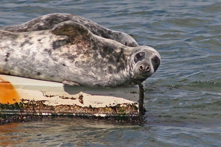 Blackness Castle Cruise: Three Bridges, Seals and Historic Forth Shores photo 6