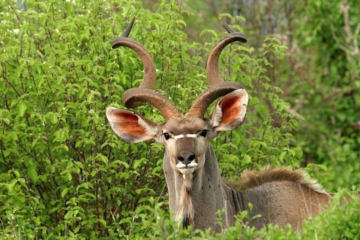 4-Day Ruaha National Park Budget Safari — Game Drives, Bandas & Wildlife photo 2