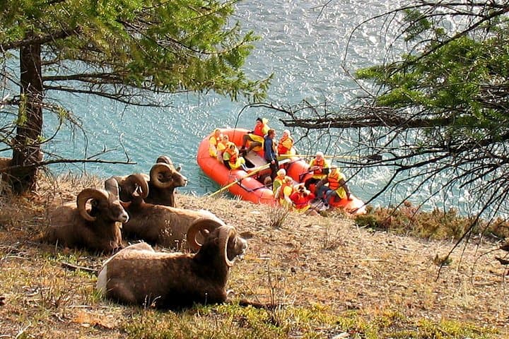 Athabasca River Scenic Float Trip — Family-Friendly Rafting in Jasper National Park photo 3
