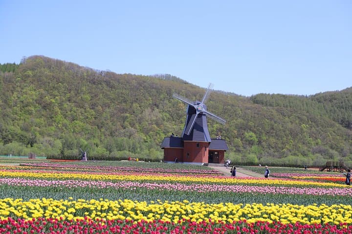 Shibazakura & Kamiyubetsu Tulip Park: Private Day Trip from Sapporo