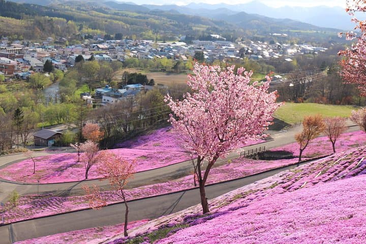 Shibazakura & Kamiyubetsu Tulip Park: Private Day Trip from Sapporo photo 5