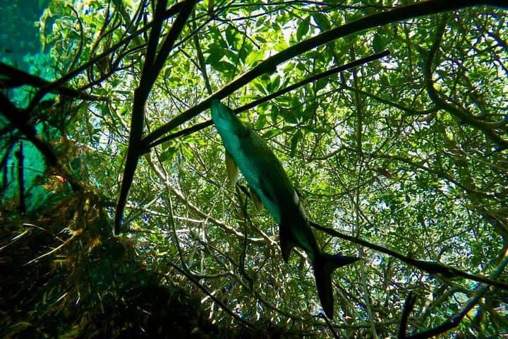 Beginner Scuba at Casa Cenote: Two-Person Intro from Playa del Carmen photo 3