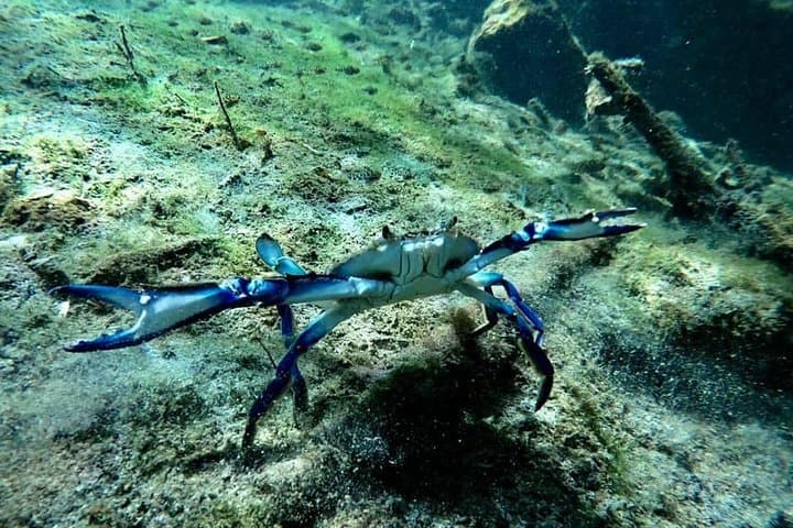 Beginner Scuba at Casa Cenote: Two-Person Intro from Playa del Carmen photo 4