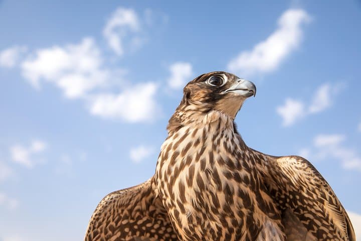 Evening Desert Safari in Abu Dhabi: Dune Bashing, Camel Rides & Bedouin Camp Experience photo 3