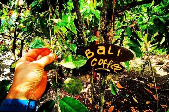 Exploring Bali's Sacred Grounds: Tanah Lot and Taman Ayun Temples photo 6