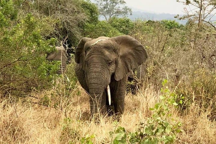 Akagera National Park Full-Day Private Safari from Kigali