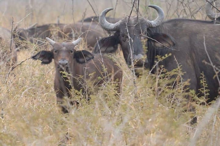 Akagera National Park Full-Day Private Safari from Kigali photo 2