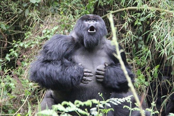 Gorilla Trekking in Volcanoes National Park: A Practical Guide to Rwanda's Mountain Giants