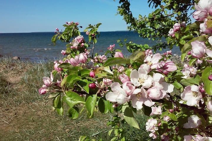 Private Full-Day Lahemaa, Haapsalu & Keila-Joa: Customized Tour from Tallinn photo 3