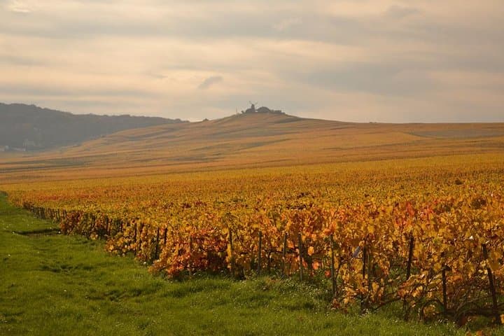 Private Full-Day Champagne Tour from Paris to Reims & Epernay photo 5
