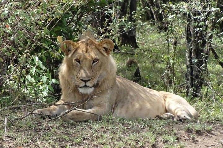 Easter Getaway in Masai Mara: 3-Day Wildlife Safari from Nairobi photo 1