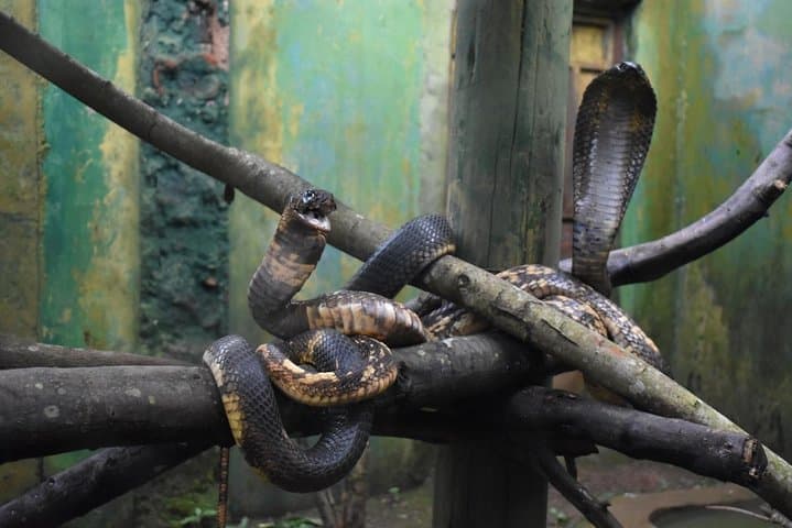 Entebbe Eco Tour: Full-Day Shoebill Canoe & Wildlife Circuit photo 2