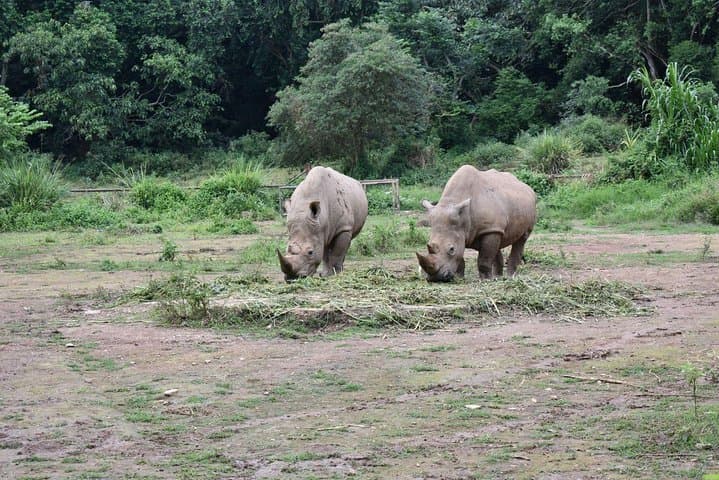 Entebbe Eco Tour: Full-Day Shoebill Canoe & Wildlife Circuit photo 5
