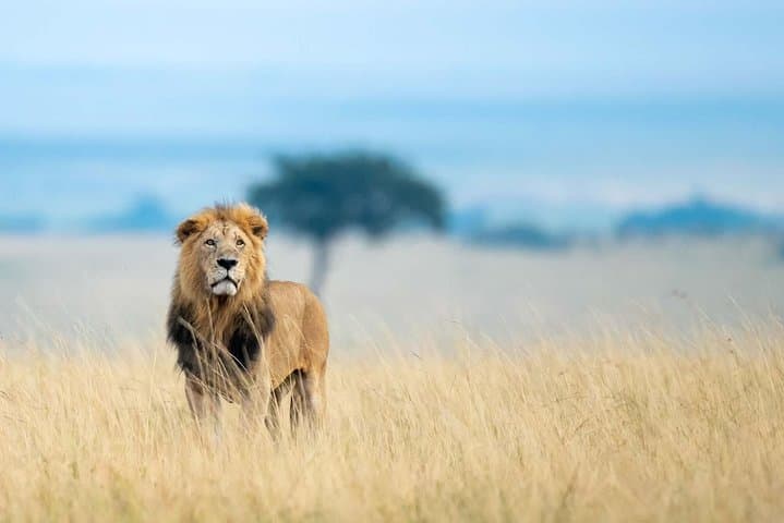 Inside the Park Masai Mara: 3-Day Safari for Big Five Game Drives photo 4