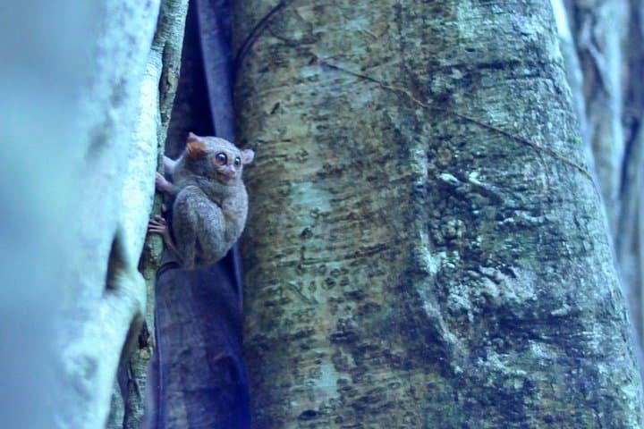 Tangkoko Day Trip: Black Macaque Encounters and Coastal Rainforest Walks photo 6
