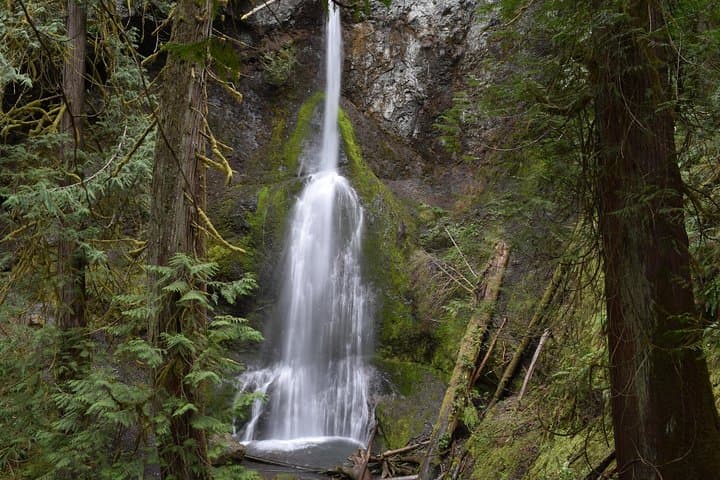 Half-Day Guided Tour: Lake Crescent & Marymere Falls in Olympic National Park