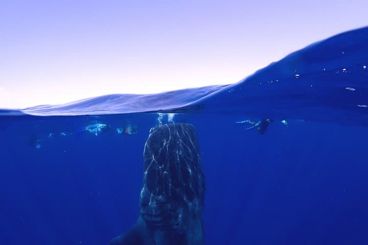 Swim with Whale Sharks & Manta Rays Off Isla Mujeres (May–Sept) photo 4