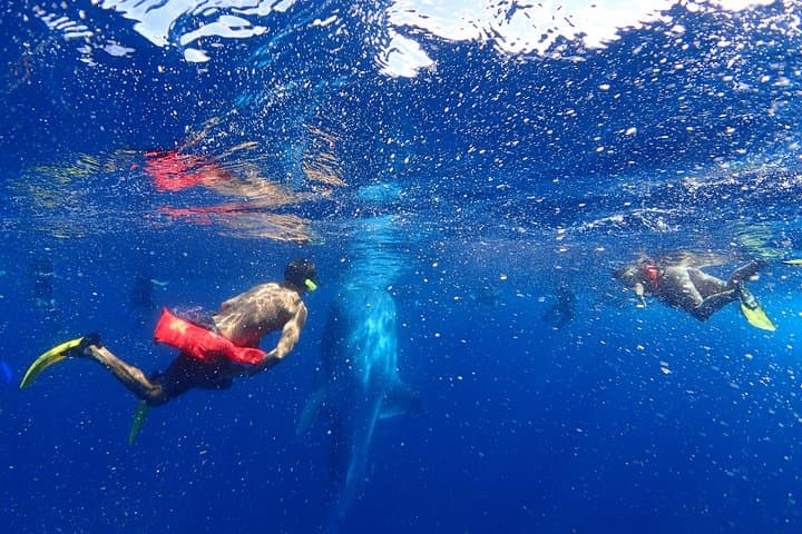 Swim with Whale Sharks & Manta Rays Off Isla Mujeres (May–Sept) photo 2