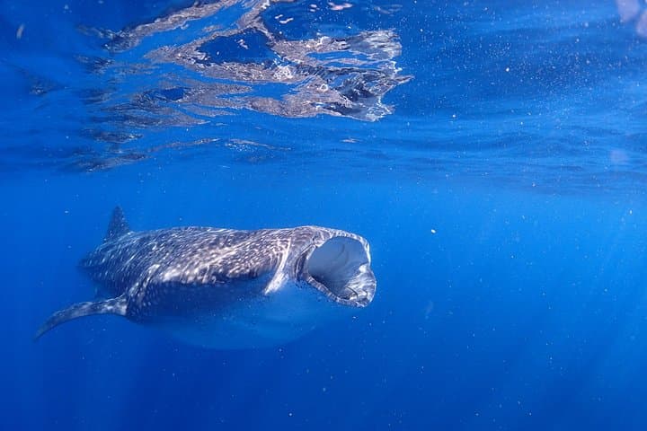 Swim with Whale Sharks & Manta Rays Off Isla Mujeres (May–Sept) photo 3