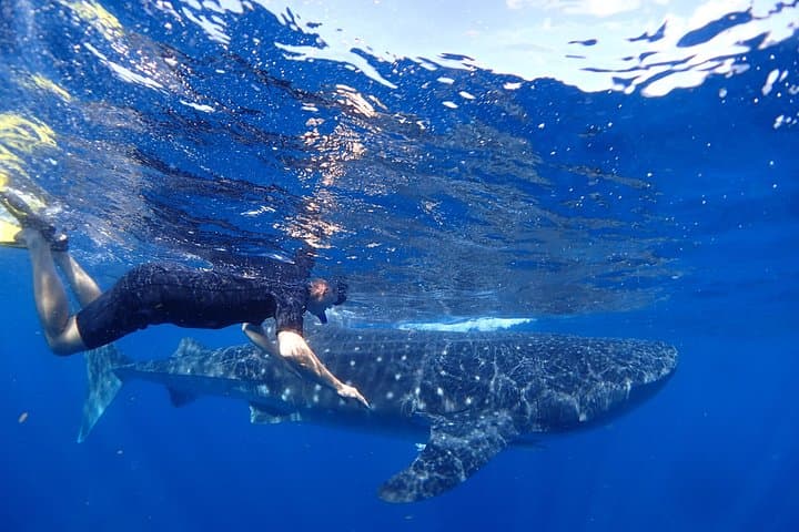 Swim with Whale Sharks & Manta Rays Off Isla Mujeres (May–Sept)
