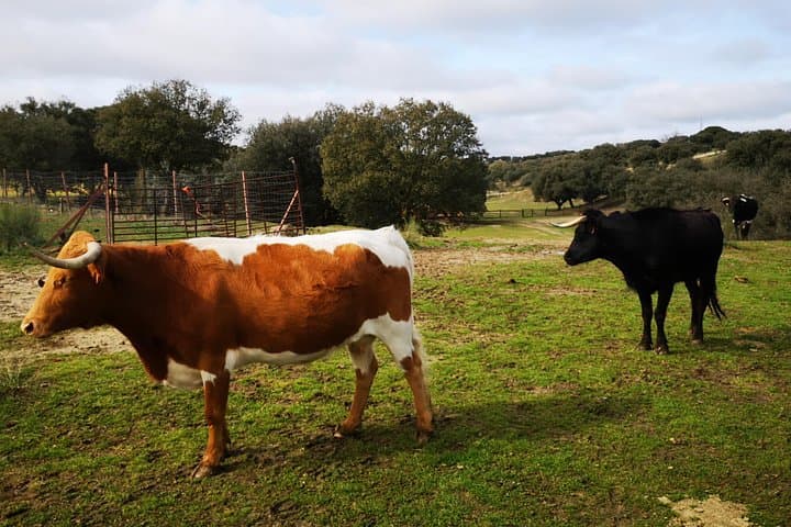 Bull Ranch Tour Near Madrid: Half-Day Guided Visit to Toro Bravo Breeding Farm photo 3