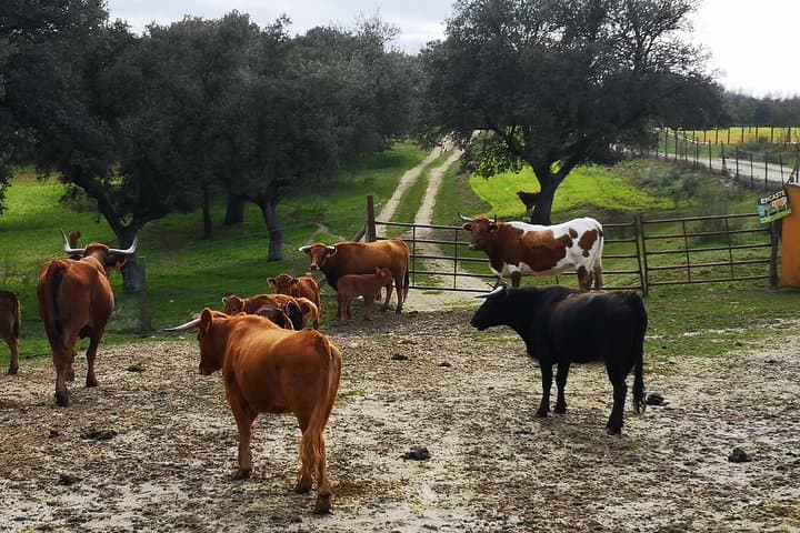 Bull Ranch Tour Near Madrid: Half-Day Guided Visit to Toro Bravo Breeding Farm photo 4