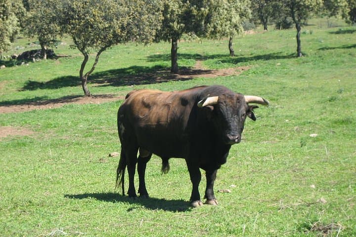 Bull Ranch Tour Near Madrid: Half-Day Guided Visit to Toro Bravo Breeding Farm photo 1