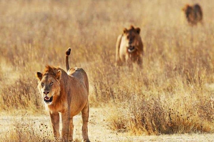 Day Safari to Tsavo East: Big Five Wildlife from Mombasa & Diani photo 1
