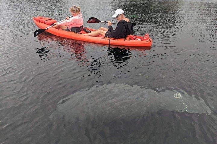 Full-Day Tandem Kayak Rental in Crystal River: Paddle with Manatees & Coastal Wildlife photo 2