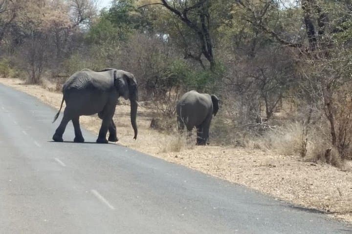 Overnight Hwange Safari from Victoria Falls: 2-Day Big Five Game Drive photo 5